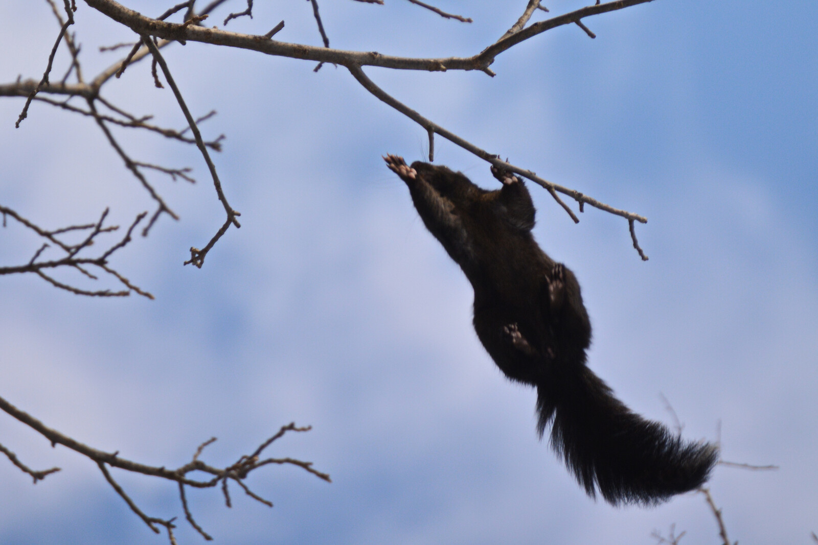 SquirrelMidJump